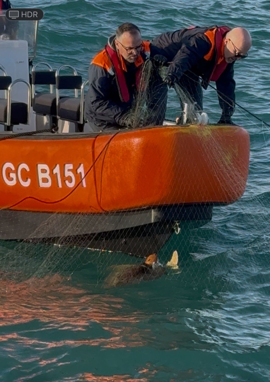 Capitaneria di Porto salva una tartaruga intrappolata in una rete da pesca