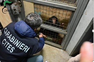 Un scimpanzé detenuto illegalmente a Catania sarà trasferito al Bioparco