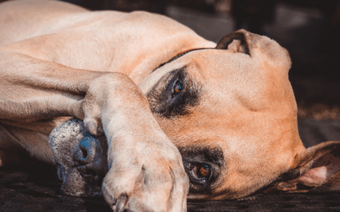 Aumento delle cessioni di animali durante le festività: l’appello a un’adozione consapevole