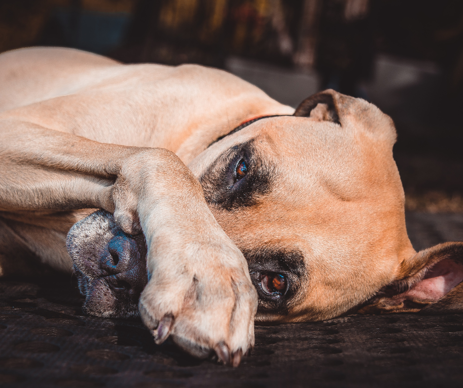 Aumento delle cessioni di animali durante le festività: l’appello a un’adozione consapevole