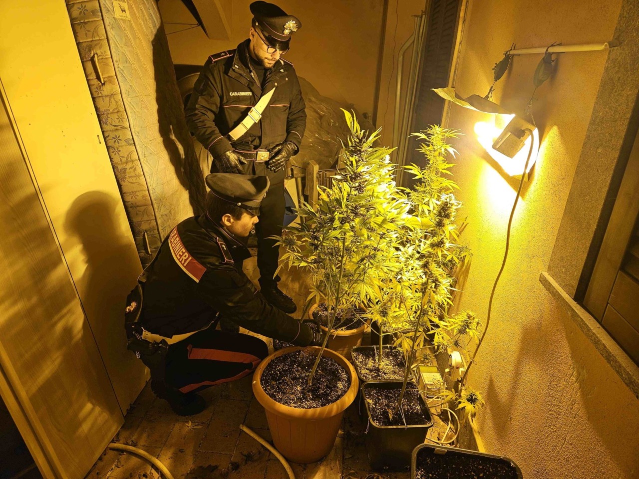 Coltivazione di marijuana: arrestato un uomo, madre e sorella denunciate