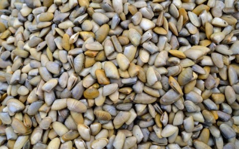 Vietato il consumo e la vendita di telline a causa della Salmonella