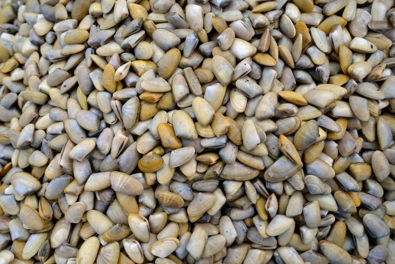 Vietato il consumo e la vendita di telline a causa della Salmonella