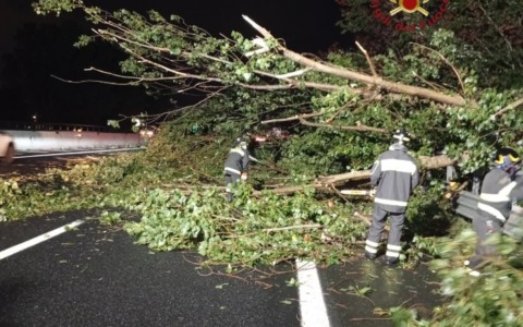Crollo di un pino ai Fori Imperiali, richiesta di mappatura delle alberature in città