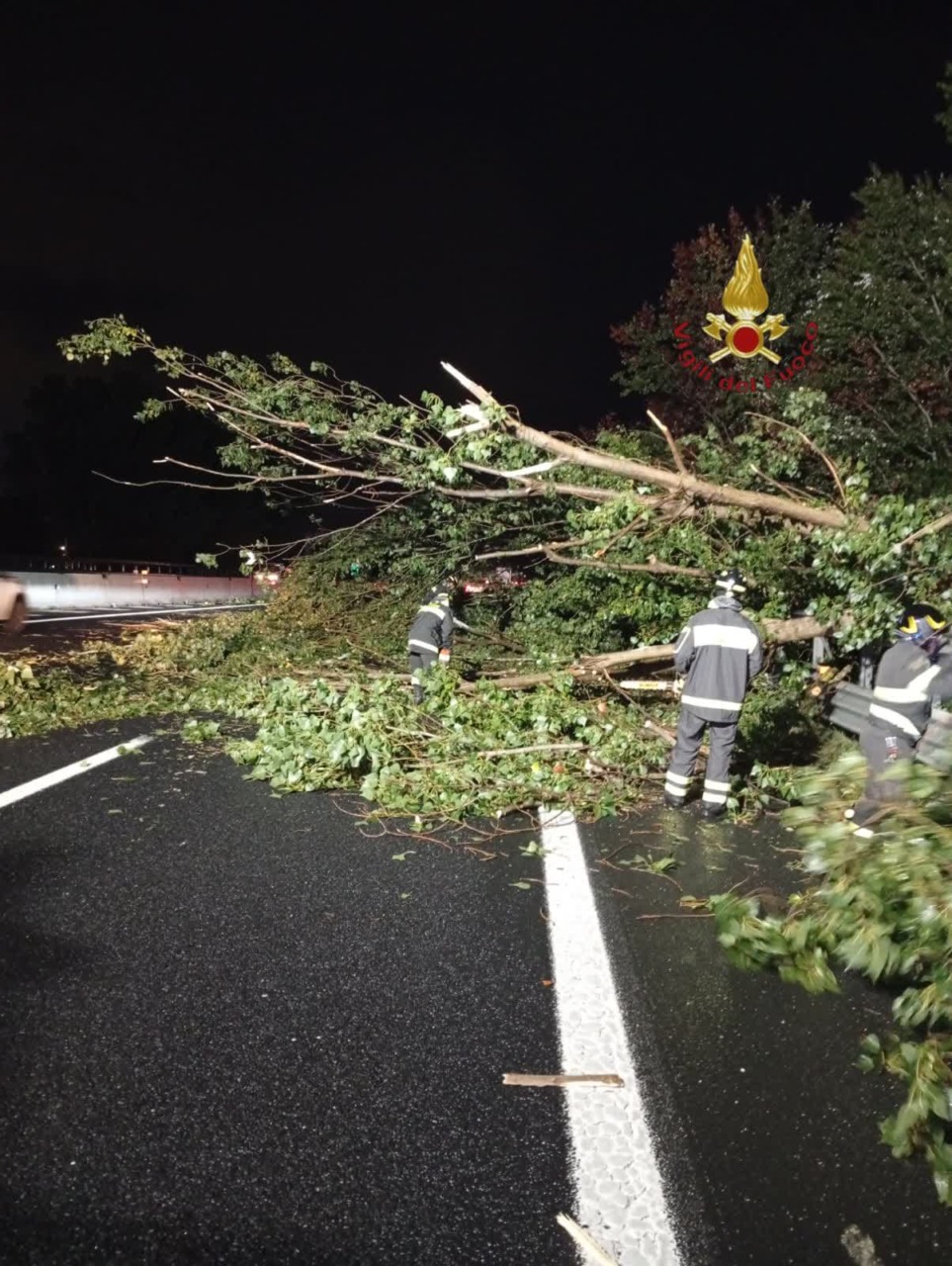 Crollo di un pino ai Fori Imperiali, richiesta di mappatura delle alberature in città
