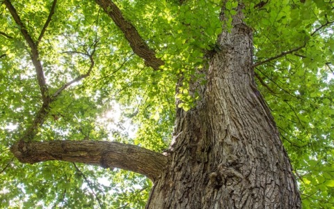 Inaugurazione di due boschi didattici a Roma