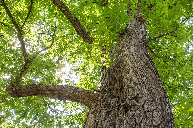Inaugurazione di due boschi didattici a Roma
