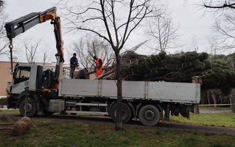 Rinnovo del patrimonio arboreo nel Parco Petroselli
