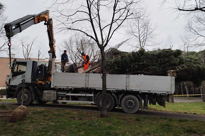 Rinnovo del patrimonio arboreo nel Parco Petroselli