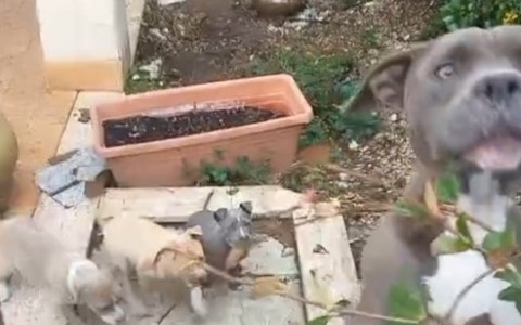 Sei cuccioli di pitbull abbandonati tra i rifiuti: denunciati i proprietari