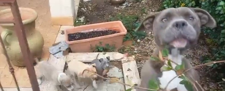 Sei cuccioli di pitbull abbandonati tra i rifiuti: denunciati i proprietari