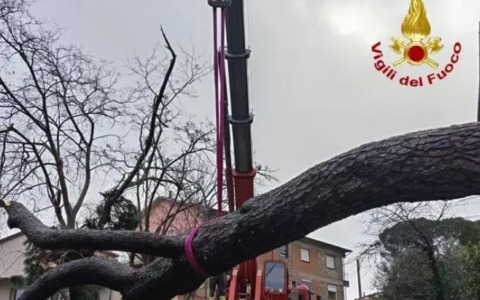 Un albero cade in strada colpendo un autobus e un’auto, ma non ci sono feriti