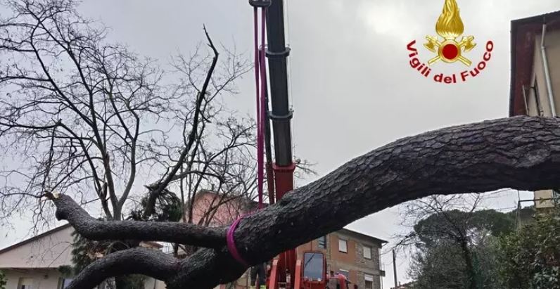 Un albero cade in strada colpendo un autobus e un’auto, ma non ci sono feriti