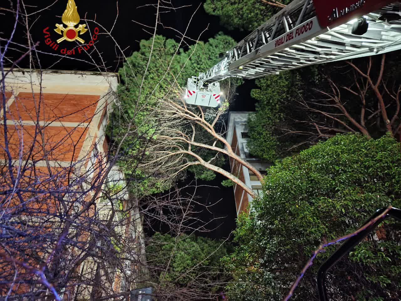 Alfonsi: “Iniziati i lavori di ancoraggio sui pini di Corso Trieste”