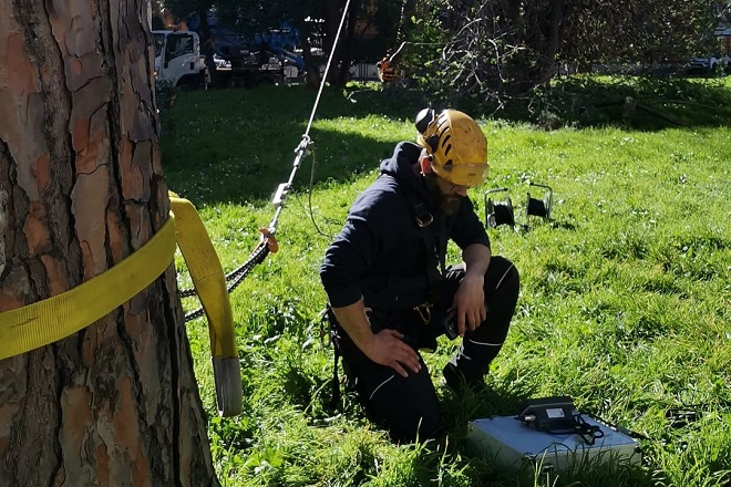 Crollo dei pini ai Fori Imperiali: riunito il gruppo di lavoro per le azioni da intraprendere
