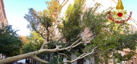 Fori Imperiali: 12 pini a rischio caduta saranno rimossi e sostituiti