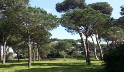 Interventi contro la Cocciniglia tartaruga per oltre duemila pini a Fregene