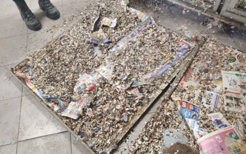 Sequestrati pappagalli in un negozio della capitale