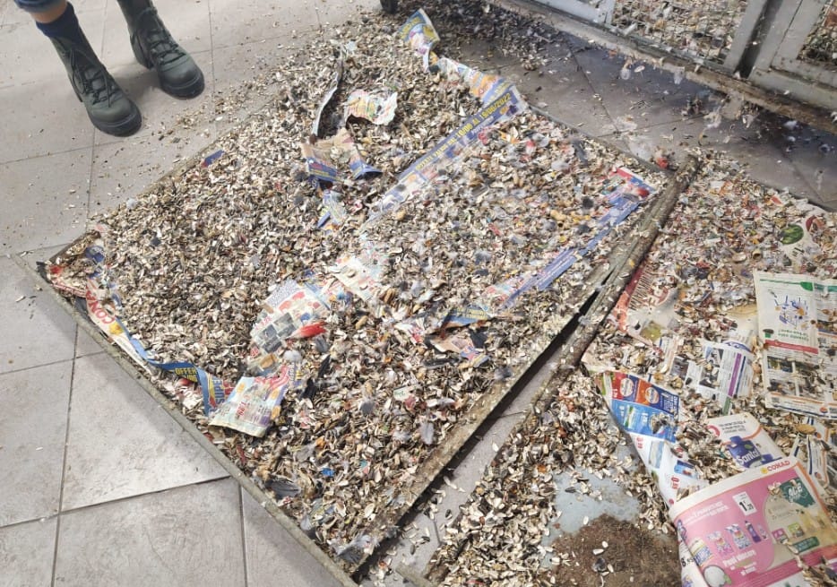 Sequestrati pappagalli in un negozio della capitale