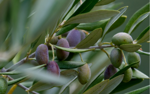 Un ulivo da Israele in memoria di Giovanni Palatucci