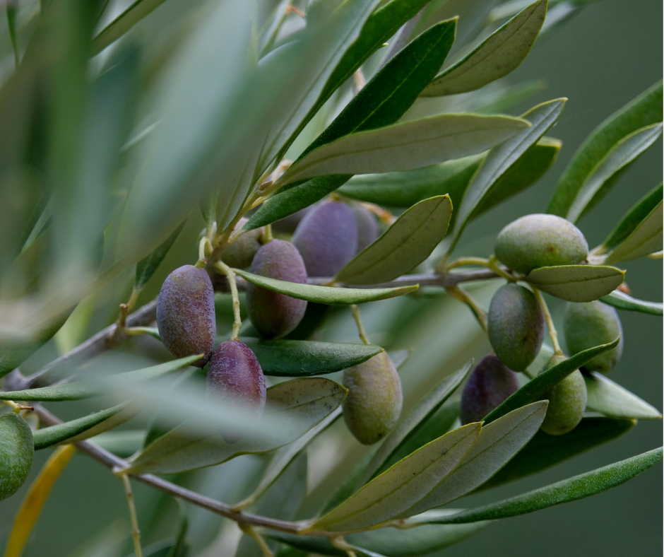 Un ulivo da Israele in memoria di Giovanni Palatucci