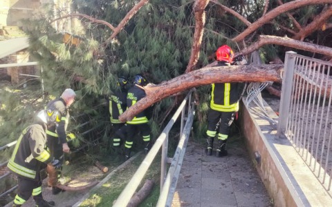 Vertice in Campidoglio per la sicurezza degli alberi ai Fori Imperiali