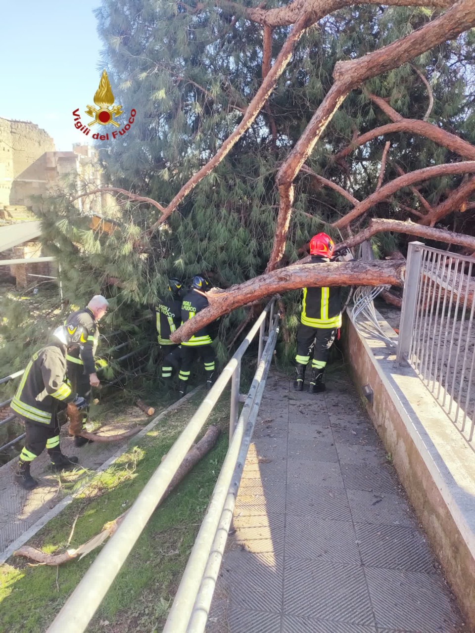 Vertice in Campidoglio per la sicurezza degli alberi ai Fori Imperiali