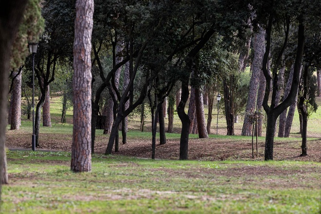 40 nuovi pini in via Cristoforo Colombo