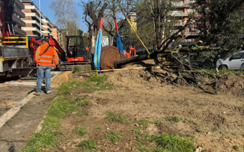 Avviato il trapianto dei lecci in Viale degli Ammiragli