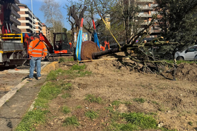 Avviato il trapianto dei lecci in Viale degli Ammiragli
