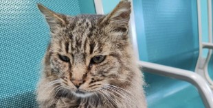 Cesare, il gatto della stazione, è morto: colpito da un operaio