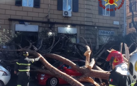 Crollo di un albero a Roma, due feriti