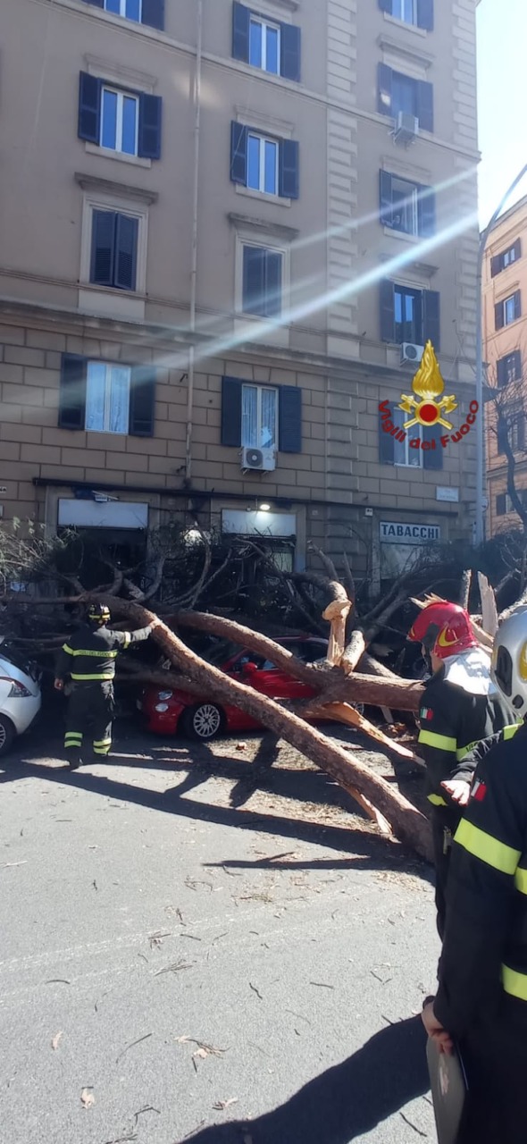 Crollo di un albero a Roma, due feriti