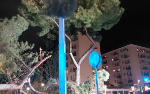 Crollo di un pino al Tuscolano, nessun ferito
