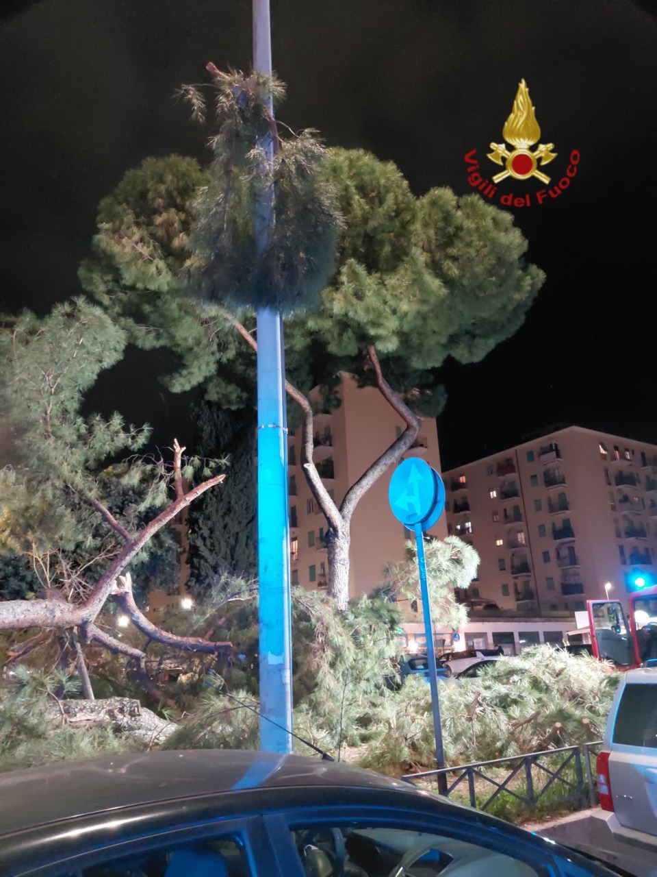 Crollo di un pino al Tuscolano, nessun ferito