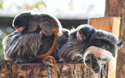 Due nuovi tamarini imperatore al Bioparco