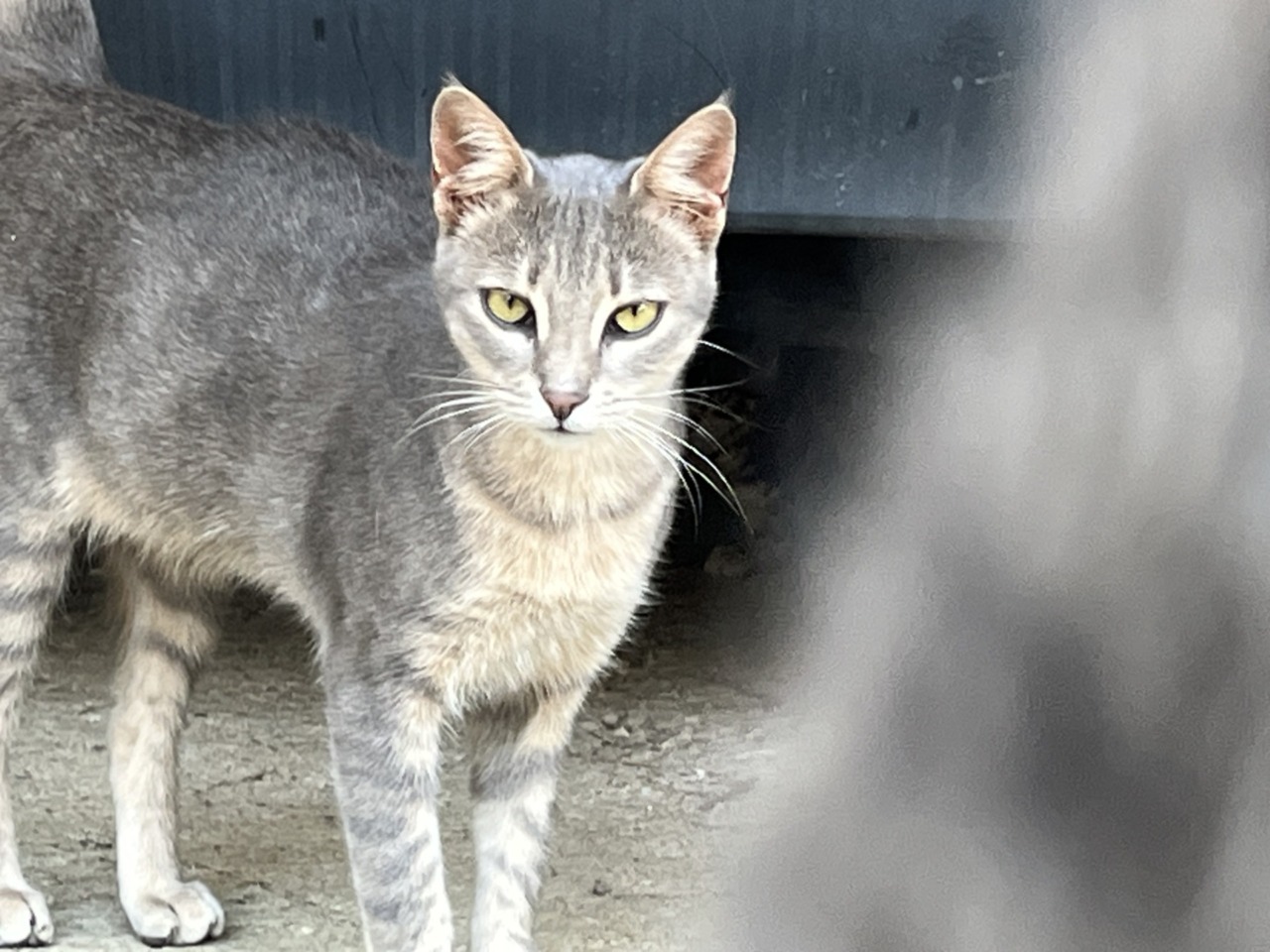 ENPA lancia un appello per animali nelle zone di conflitto