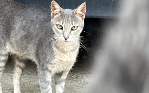 ENPA lancia un appello per animali nelle zone di conflitto