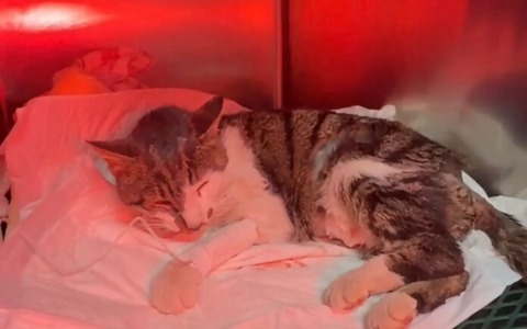 Gattina aggredita a Tor Tre Teste, esposto del delegato all’Ambiente Rocco Ferraro