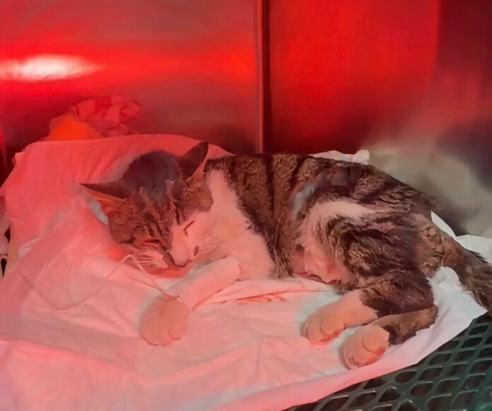 Gattina aggredita a Tor Tre Teste, esposto del delegato all’Ambiente Rocco Ferraro