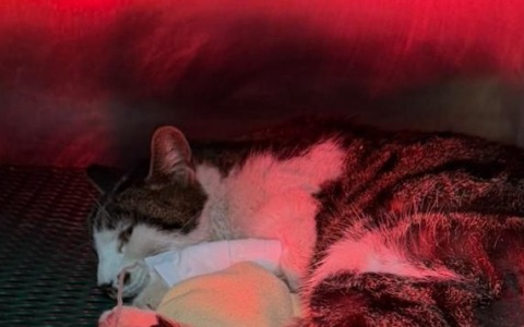 Gattina vittima di abusi, si cercano responsabili