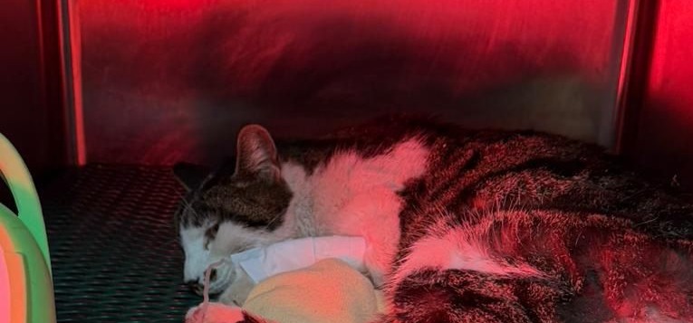 Gattina vittima di abusi, si cercano responsabili