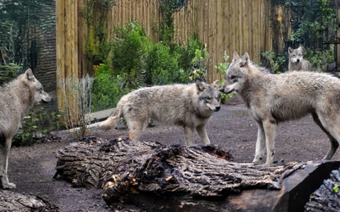 Il Bioparco di Roma accoglie quattro lupi grigi eurasiatici