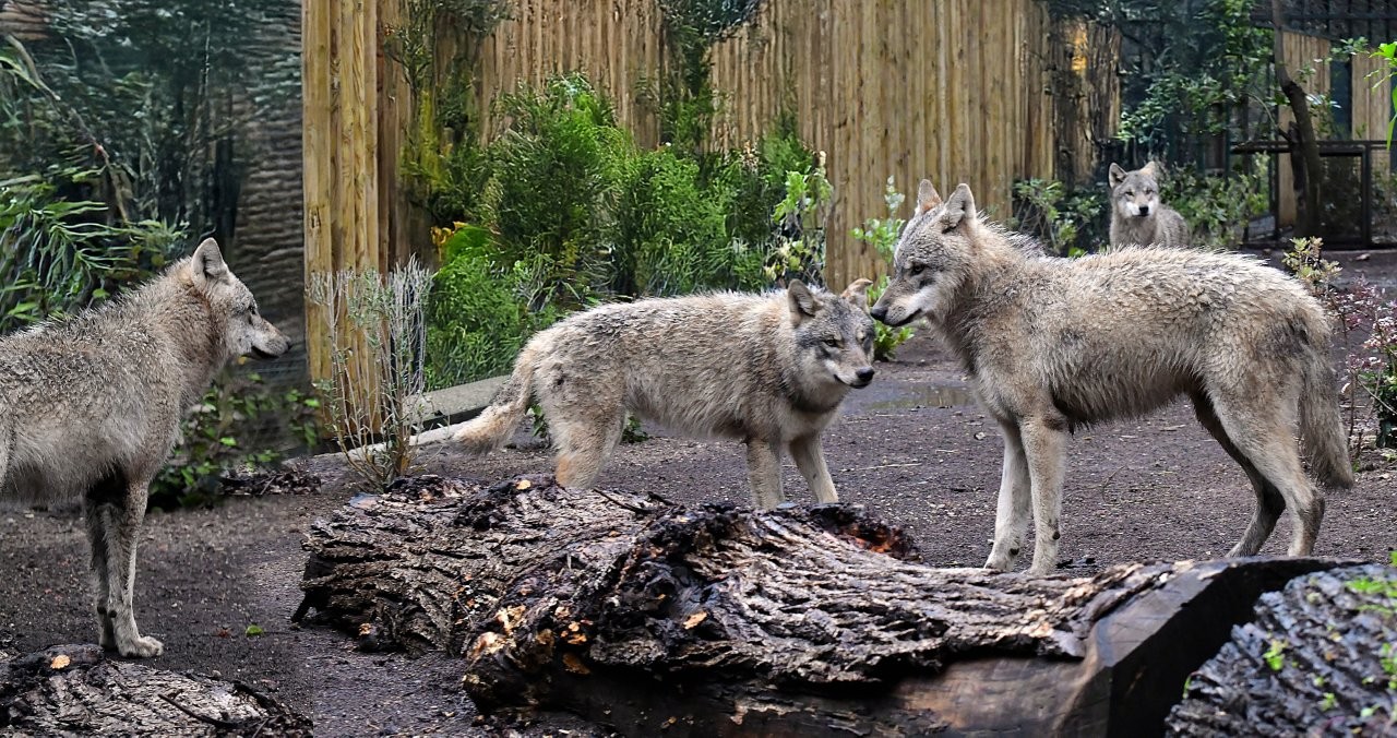 Il Bioparco di Roma accoglie quattro lupi grigi eurasiatici