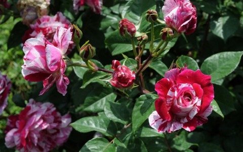 Inaugurazione del roseto a Corso Francia