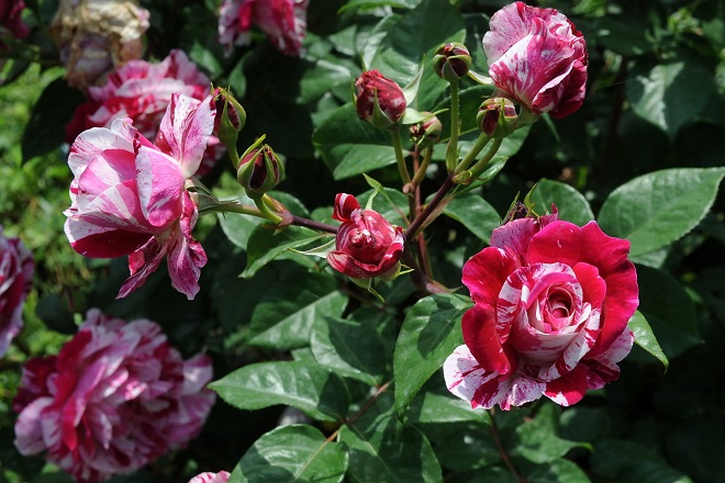Inaugurazione del roseto a Corso Francia