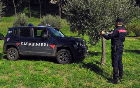 Multato il rappresentante di una società per l’espianto di 80 piante di ulivo