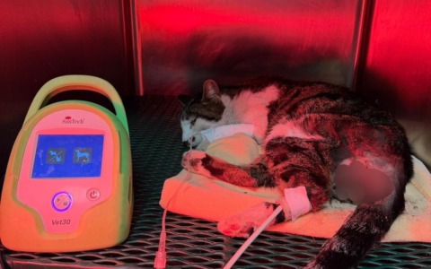 OIPA denuncia violenza su gattina a Tor Tre Teste