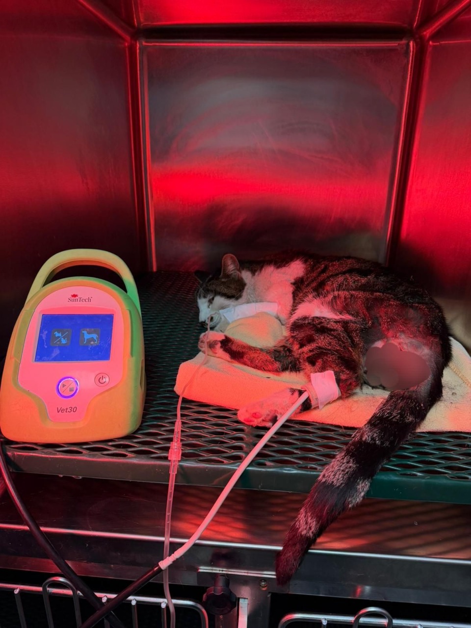 OIPA denuncia violenza su gattina a Tor Tre Teste