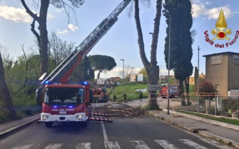 Albero pericolante, i Vigili del Fuoco intervengono a Tivoli